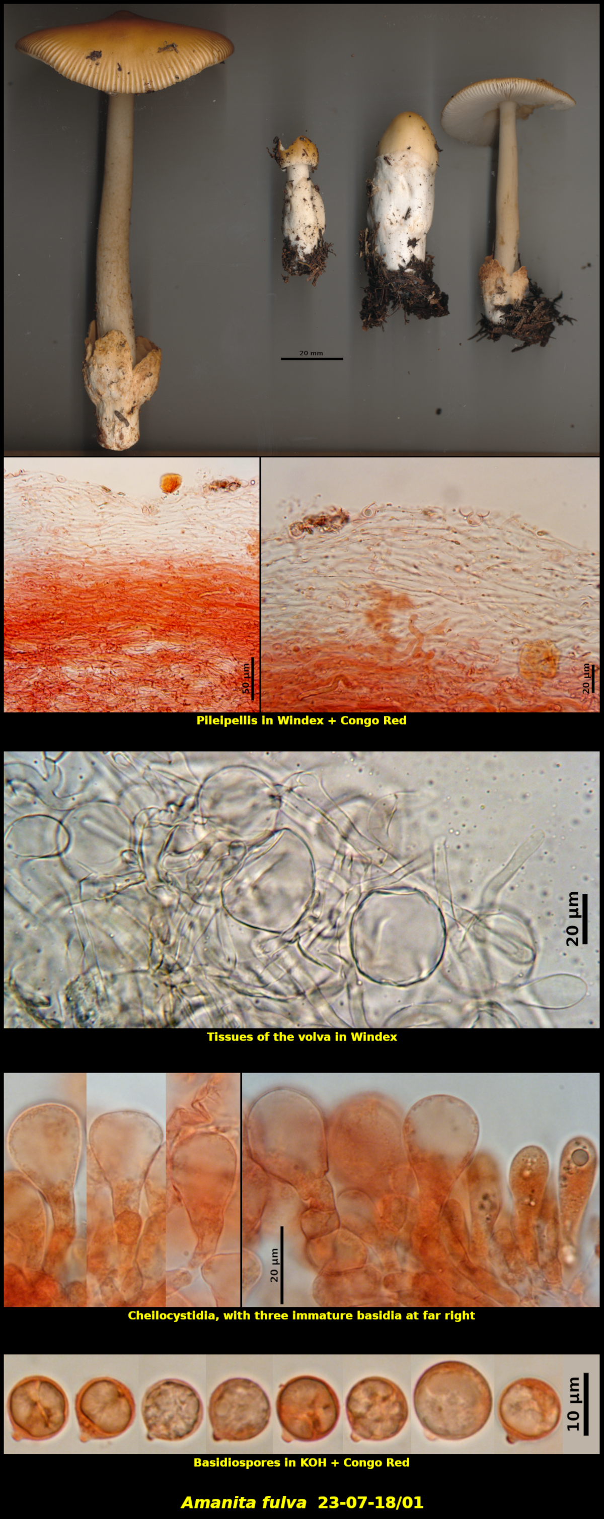 Picture of <i>Amanita fulva</i> 23-07-18/01